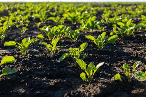 Rows of young, green Sugar Beet plants are growing in dark soil on an agric.. Stock Photos