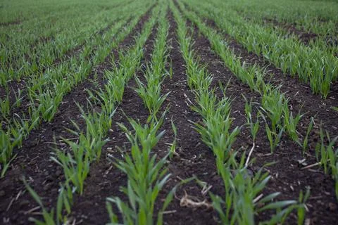 Rows of young green wheat or barley Stock Photos