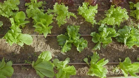 Rows of young lettuce plants grow in rich soil Stock Footage 336916687