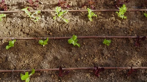 Rows of young lettuce plants grow in rich soil Stock Footage 336917334
