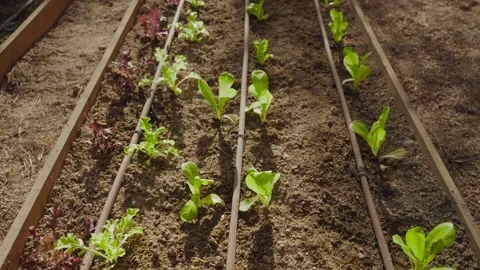 Rows of young lettuce plants grow in soil Stock Footage 336917697