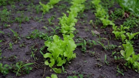 Rows of young lettuce plants growing in dark soil with scattered weeds Stock Footage 337104467