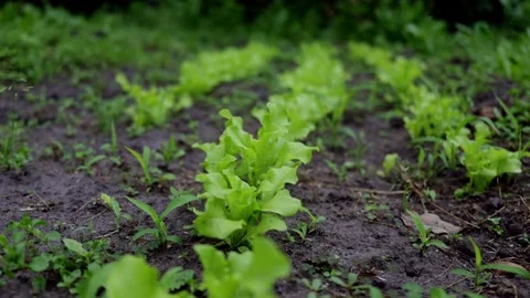 Rows of young lettuce plants growing in dark soil with green leaves Stock Footage 337104482