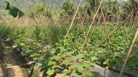 Rows of young luffa plants are arranged beside bamboo support frames extending a Stock Footage 338001326