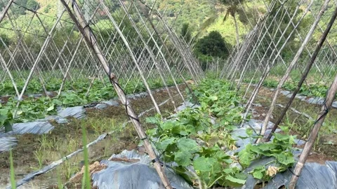 Rows of young luffa plants develop along bamboo trellis structures arranged Stock Footage 332029717