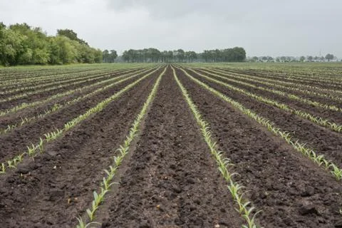 Rows of young maize plants on field Stock Photos