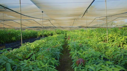 Rows of young mango plants growing inside a greenhouse with shade netting Vídeos de archivo 307349160