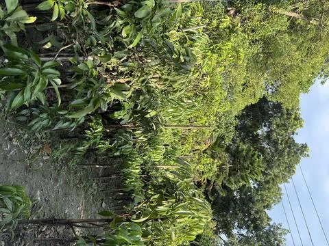 Rows of young mango trees are seen flourishing at the nursery under the brigh Stock Photos