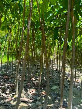 Rows of young mango trees create a symmetrical pattern in an agricultural nur Stock Photos