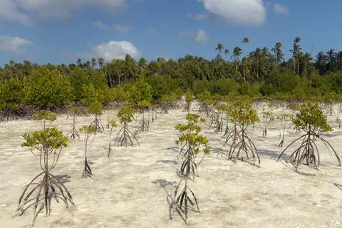 Rows of young mangrove trees planted as a environmental conservation effort Stock Photos