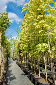 Rows of young maple trees in plastic pots. Alley of trees in plant nursery. Stock Photos