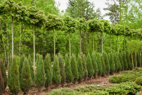 Rows of young maple trees, thuja plants and juniper bushes. Stock Photos