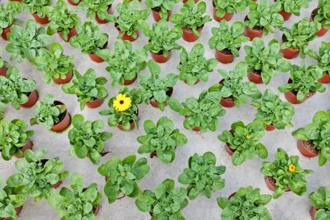 Rows of young marigolds growing inside a greenhouse Stock Photos