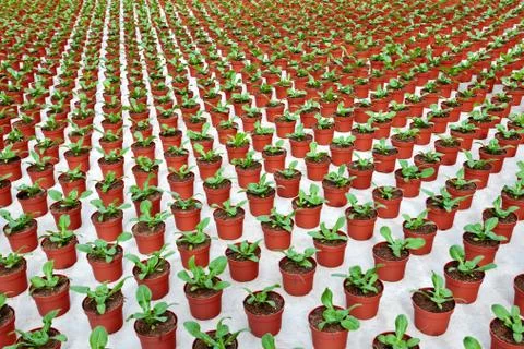 Rows of young marigolds growing inside a greenhouse Foto stock