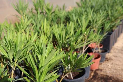 Rows of young oleander plants growing in a greenhouse nursery Foto stock