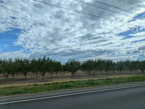 Rows of young orchard trees stretch across fertile farmland Foto stock