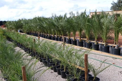 Rows of young palm trees in black pots at a plant nursery 스톡 사진