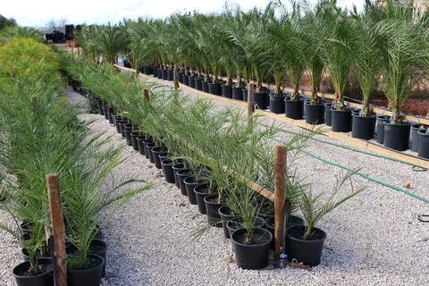 Rows of young palm trees in black pots at a plant nursery Stock Photos