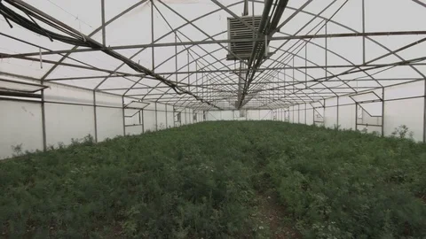 The rows of young plants growing in the greenhouse. 스톡 동영상 83430657