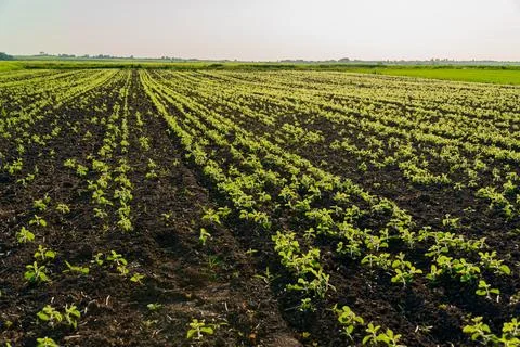 Rows of young plants thrive in black soil across a large field, illuminated.. Stock Photos