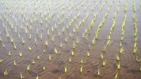 Rows of young rice plants growing in wet muddy soil during the agricultural 스톡 동영상 341941015