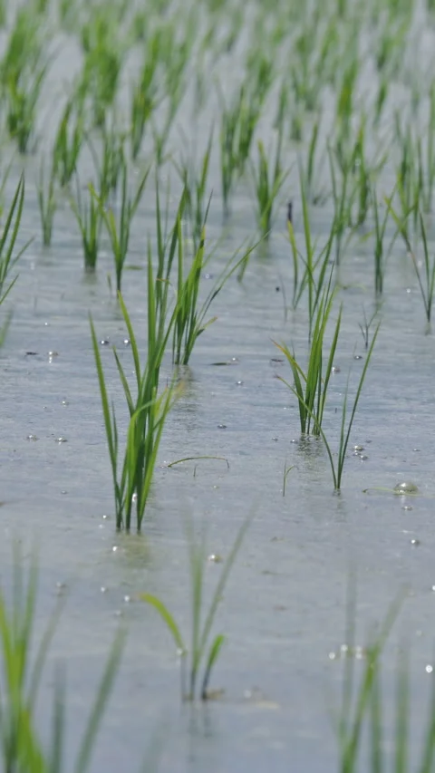 Rows of Young Rice Reflected in Water Vertical Video 動画素材 346193336