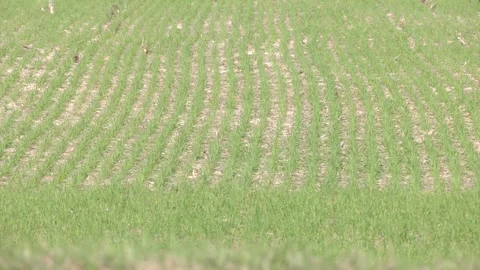 Rows of young spring wheat shoots in a field. Agriculture concept. Stock Footage 279211262