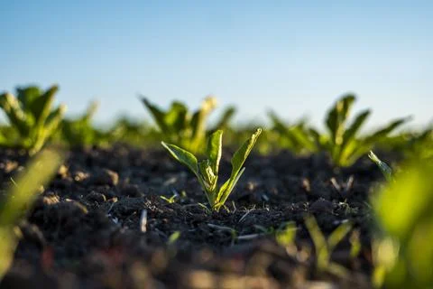 Rows of young sprouts of sugar beets growing in a fertilized soil on an Stock Photos