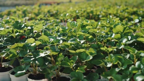 Rows of young strawberry plants in pots Video stock 317812953