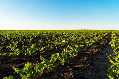 Rows of young sugar beet plants on a fertile field with dark soil. Stock Photos