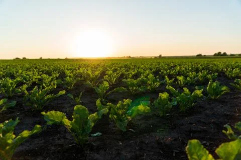 Rows of young sugar beet plants thrive in rich soil as the sun sets, illumi.. Stock Photos