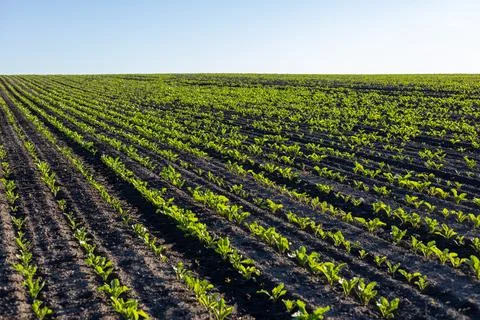 Rows of young sugar beet plants stretch across a field under clear blue ski.. Stock Photos