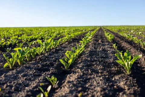 Rows of young sugar beet plants grow strong in a fertile field, soaking in .. Stock Photos