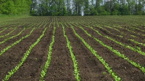 Rows of young sugar beets on the field Stock Footage 154694515