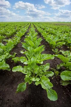 Rows of young sugar beets, green leaves, agricultural illustration Stock Photos