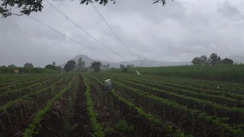 Rows of Young Sugarcane Crop Swaying in a vast agricultural field during a heavy Stock Footage 341271726