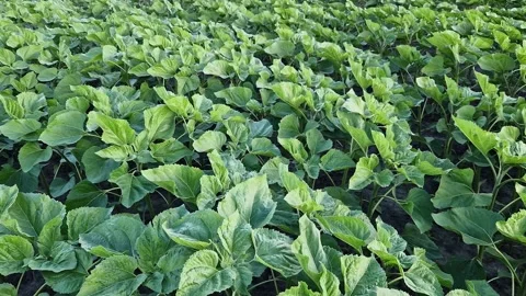 Rows of young sunflower plants with green leaves 스톡 동영상 337242209