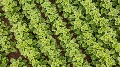 Rows of young Sunflower top view, PodlaskieVoivodeship, Poland, Europe Foto stock
