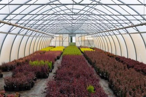 Rows of young tree plants in a nursery greenhouse store Stock Photos