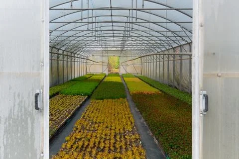 Rows of young tree plants in a nursery greenhouse store Stock Photos