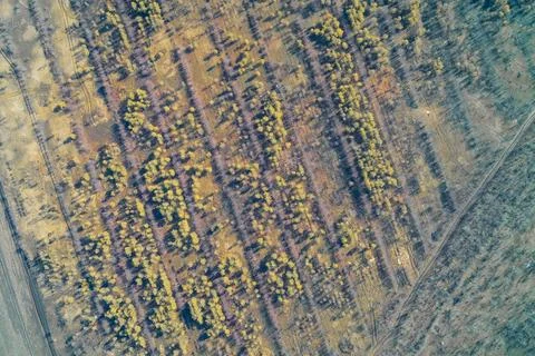 Rows of young trees in a field with diagonal reforestation patterns and earth Stock Photos