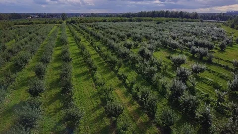 Rows of young trees in fruit garden from above. Aerial drone shot of Stock Footage 86155908