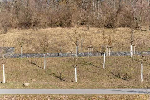 Rows of young trees planted in a grassy field Stock Photos