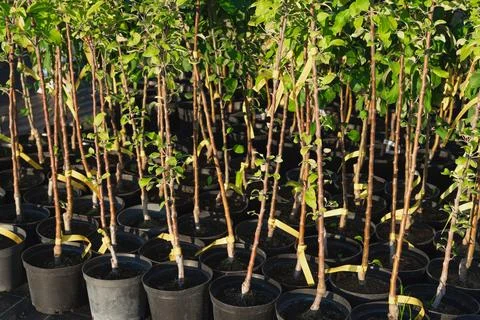 Rows of young trees stand in black pots. Stock Photos
