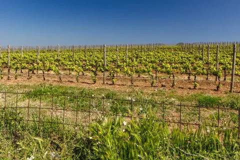 Rows of young vines grow in a vineyard by the sea, in the Mediterranean coa.. Stock Photos
