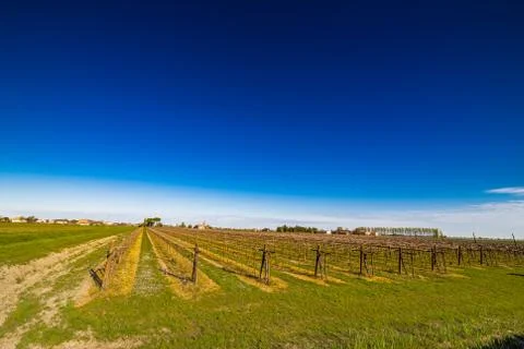 Rows of young vines Stock Photos