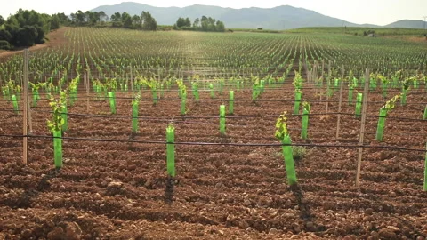Rows of young vines on a sunny spring day. Video stock 138146131