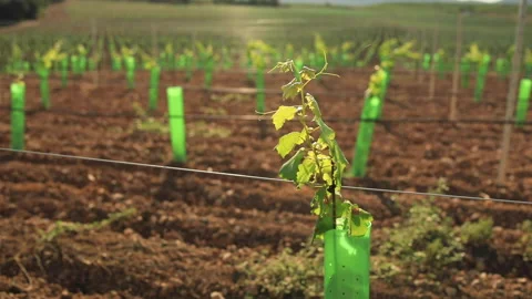 Rows of young vines on a sunny spring day. Video stock 138146149