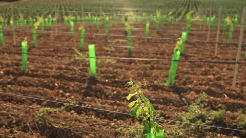 Rows of young vines on a sunny spring day. Video stock 138146154