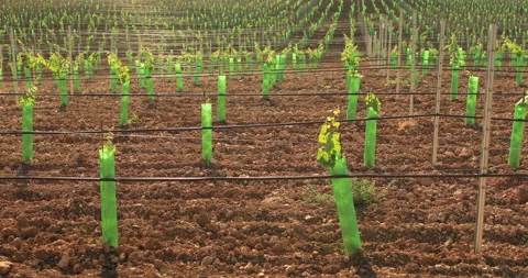 Rows of young vines on a sunny spring day. Video stock 138146932